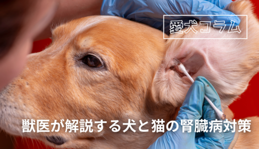 犬の「外耳炎」について獣医師が詳しく解説